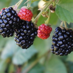 Blackberries6