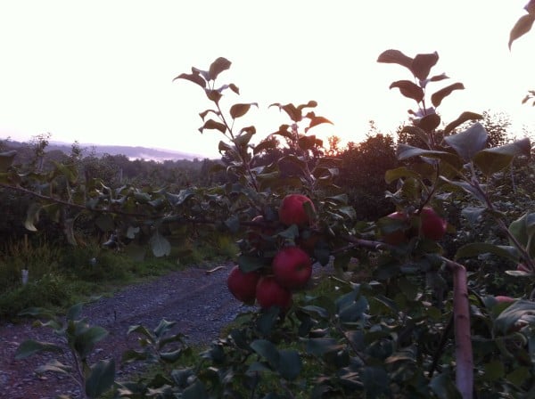 Honeycrisp - no blue sky