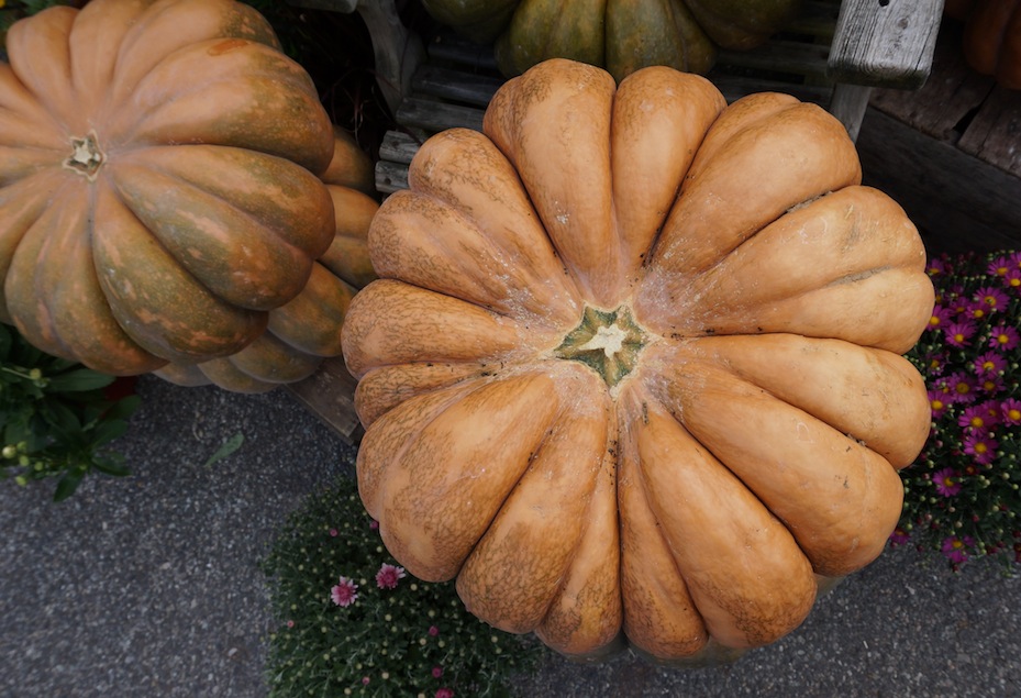 Pumpkin Patch Pumpkins Edible