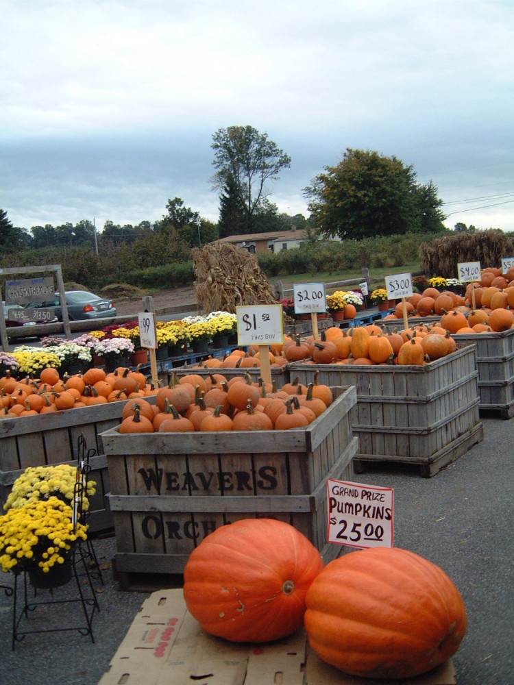 Pumpkin Display