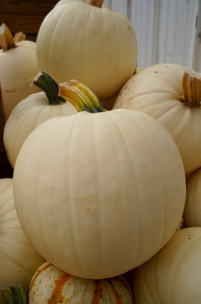 White pumpkins