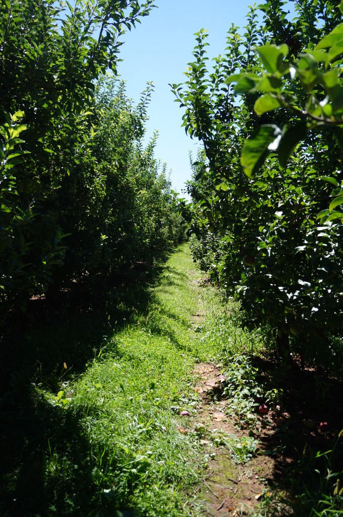 Apple tree rows