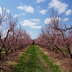 Pruning and Keeping Your Fruit Trees Healthy DSC00207