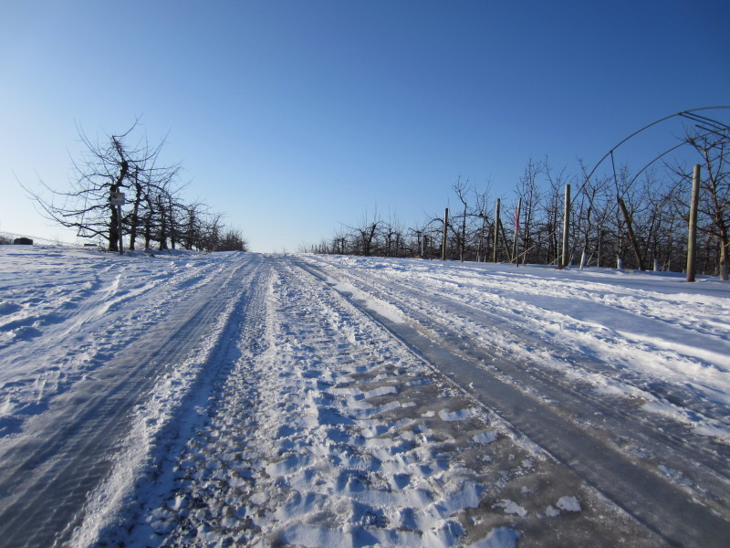 Frozen lane through the orchard