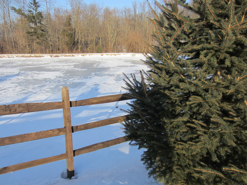 frozen pond