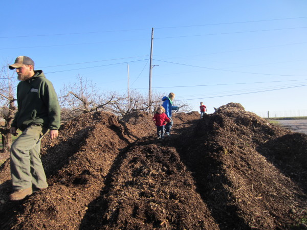 climing the mulch pile waiting to be piled on the blueberry plants