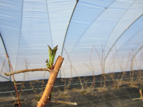 And here's a high tunnel raspberry bud two weeks later, on April 11!