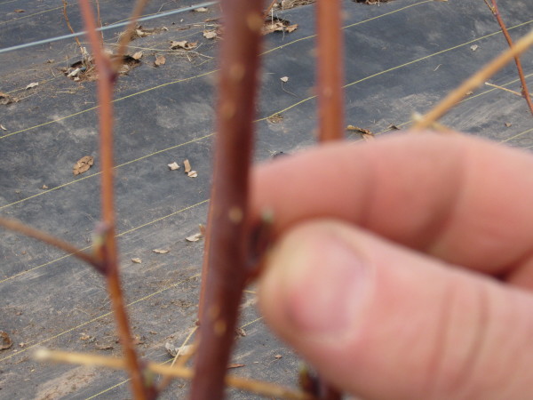 A raspberry bud on March 28, inside the high tunnel