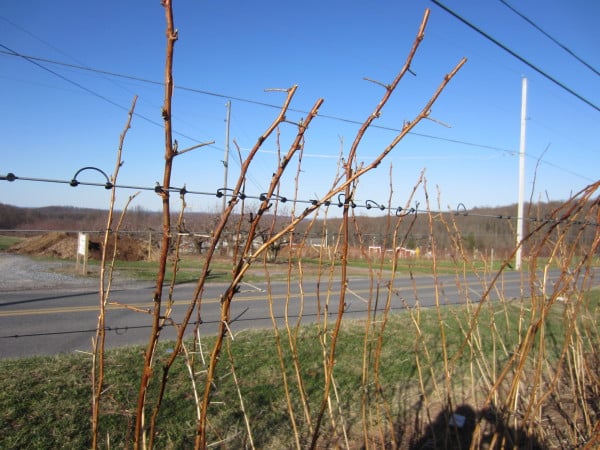Meanwhile, outside the tunnel... there's not much to see on these raspberry buds, which is why we have tunnels!