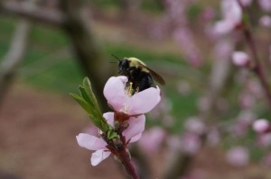 bee on bloom