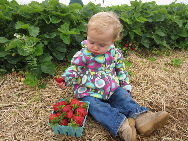 Berry picking for the baby