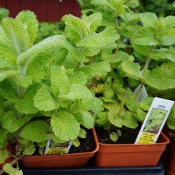 Grocery Budgeting Tips Part 3: From the Kitchen of Our Readers Herbs