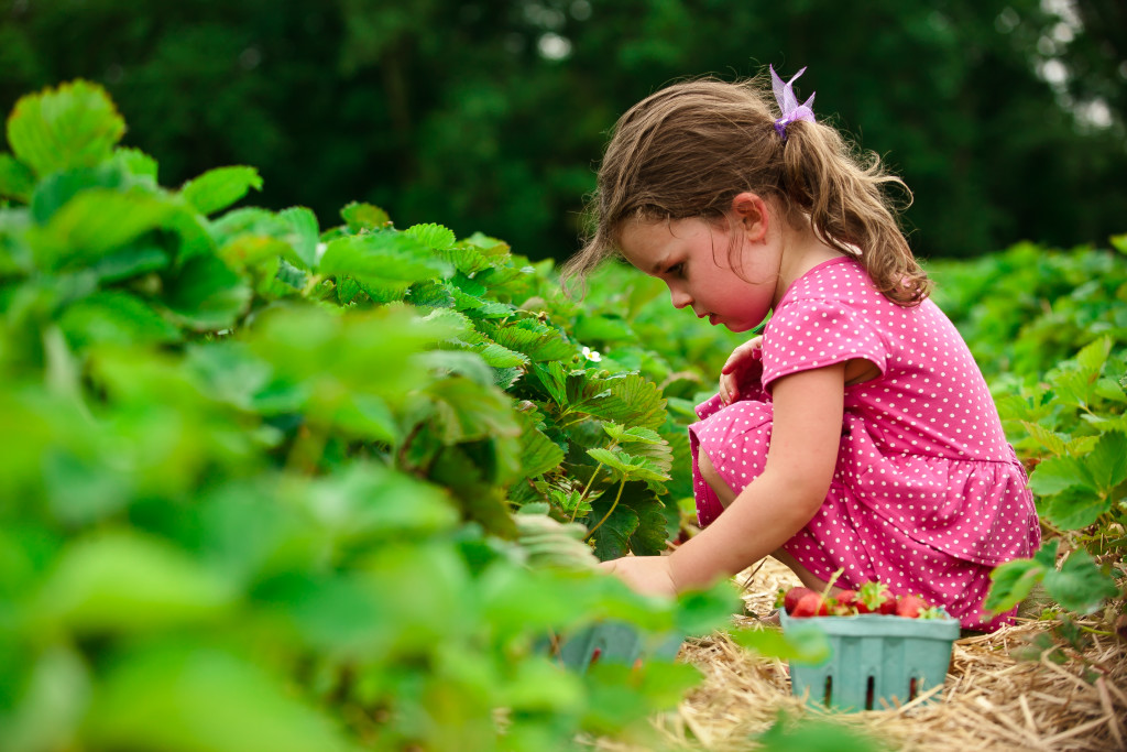 Where to pick your own peaches this summer in Lancaster County, Food