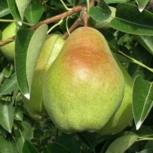 Pears