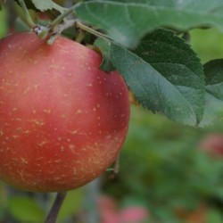 Fuji Apples in Campfire Apple Crisp Fuji Apples - 1 A very sweet, crisp and juicy apple that is ideal for snacking, salads, pies, sauce or in baking.