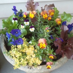 Create Your Own Beautiful Edible Planter Edible Planter1