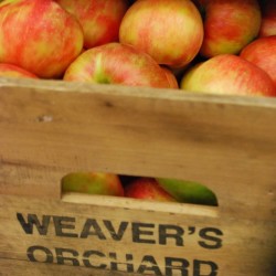 Honeycrisp Apples—They’ll Hug Your Appetite Honeycrisp6