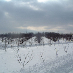The Effects of a Mild Winter on Our Crops Mild Winter1