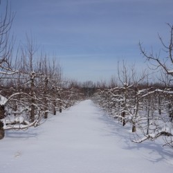 Plowing Through a Harsh Winter Orchard Winter1