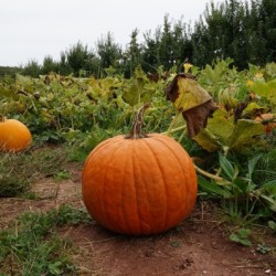 Two More Saturdays of Fall Fun Pumpkin patch 2