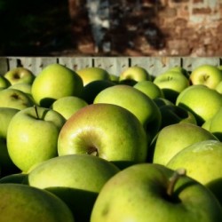 Shizuka Apples in Apple Pot Pie Photo by Jon Pretz, Submitted for our 2011 Photo Contest