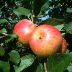 Top 10 Reasons to Pick Apples at Weaver’s Orchard Top 10-1