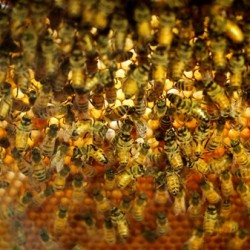 Buzzing with Admiration for Honey Bees ???????????????????????????????