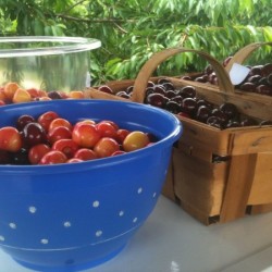 Jersey Girl Learns the Joy of Fruit Picking picking fruit- jersey girl