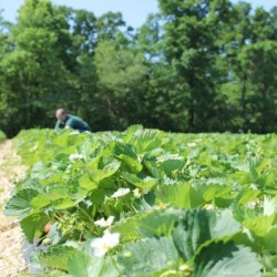 The Harvest Ahead: An Update on our Crops strawberry field low res