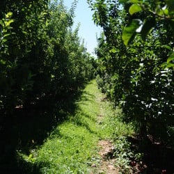 A Brief History of Pennsylvania Orchards Apple tree rows