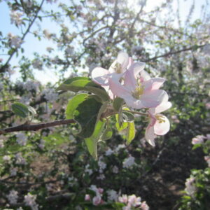 Spring Blossom Festival