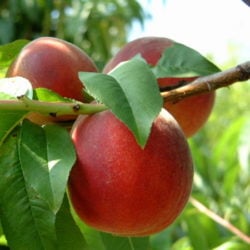 The Art of Peaches Fruit-peaches3