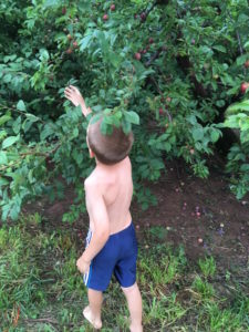 Picking Sugar Plums