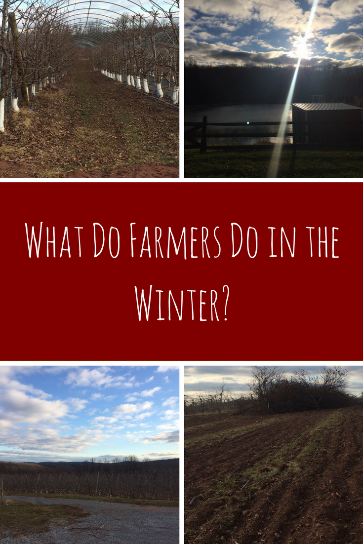 Ever wonder what farmers do while the ground is frozen and the crops aren't ripe?