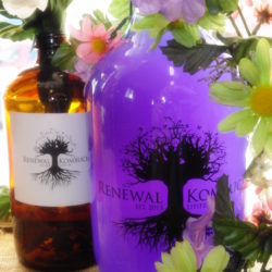 Sip Renewal Kombucha at Weaver’s Orchard Purple Butterfly is literally purple as a brewed liquid.