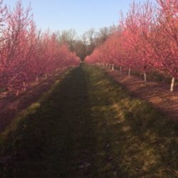Celebrating Springtime Moments at the Orchard IMG_5580