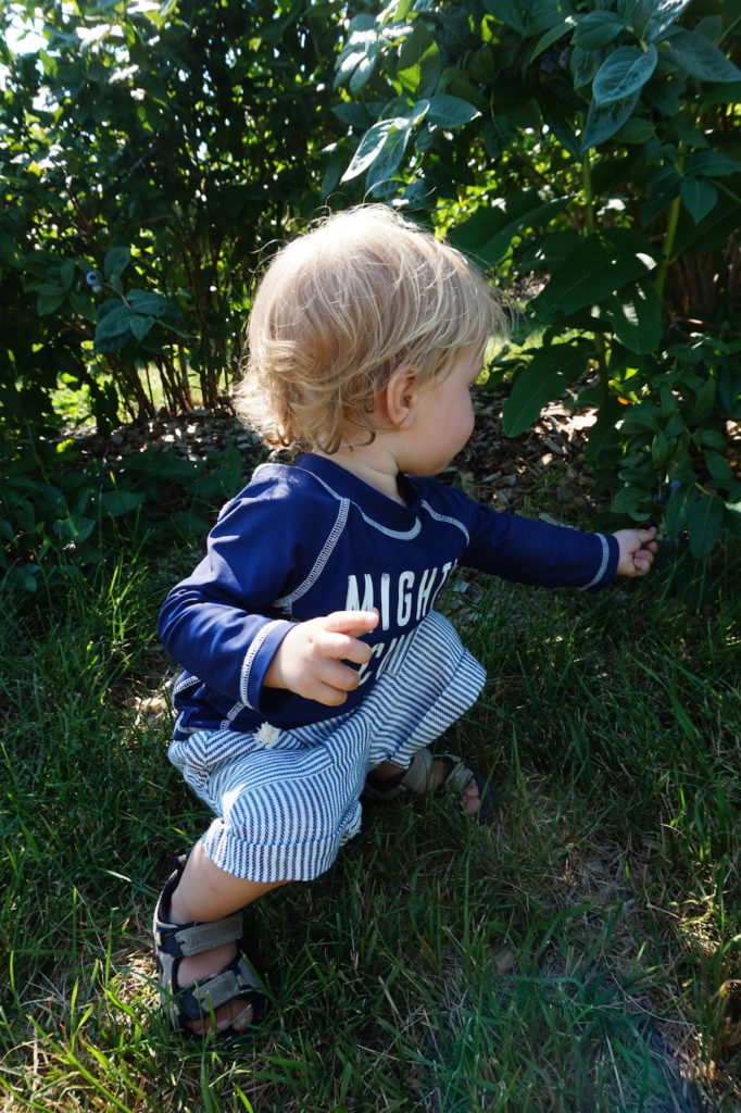 blueberry picking