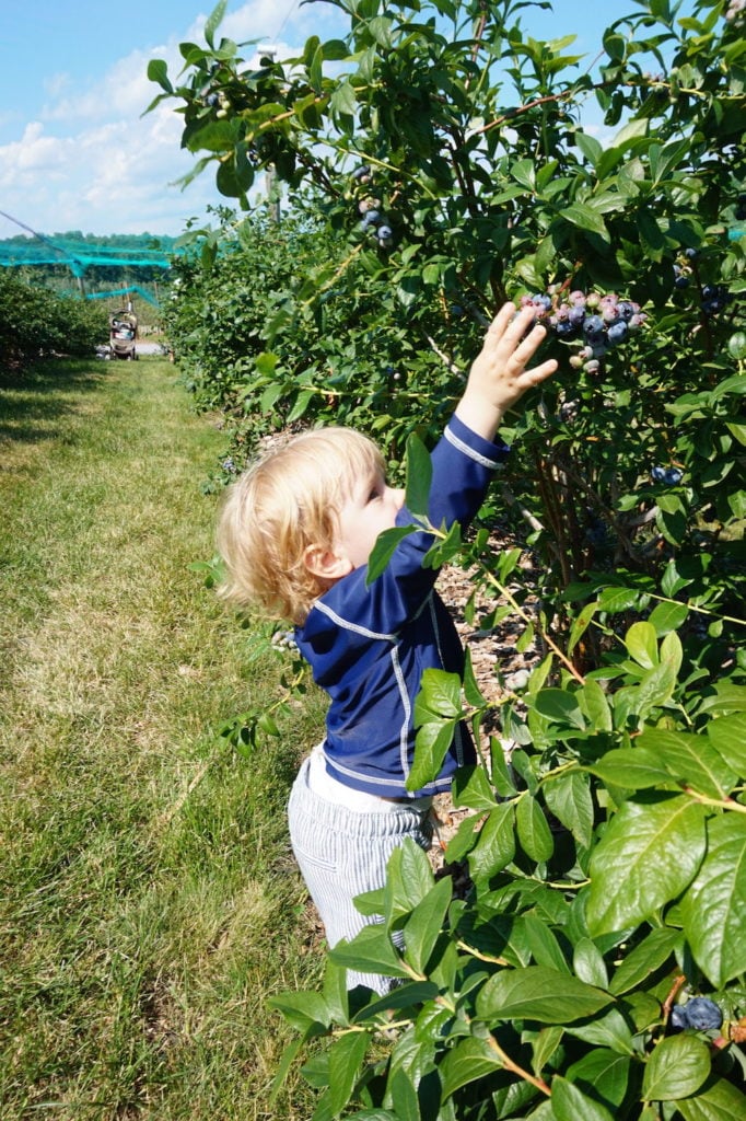 blueberry picking