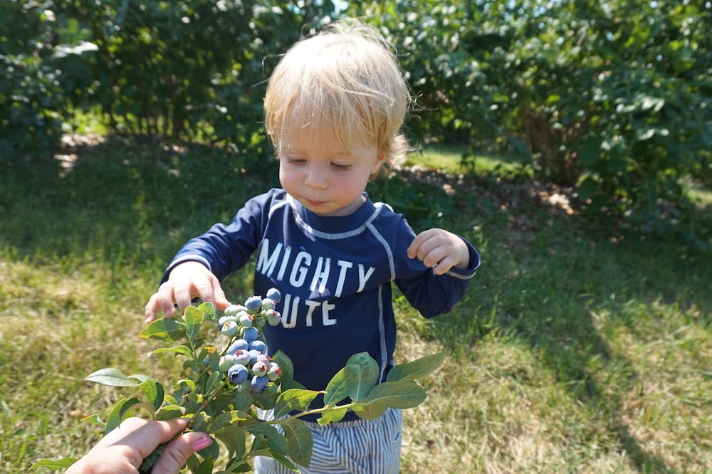 blueberry picking