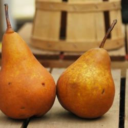 Bosc-Pears