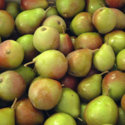 Seckel-Pears