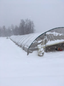 Snow on the high tunnels at Weaver's Orchard