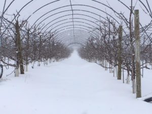 Snow on our High Tunnels