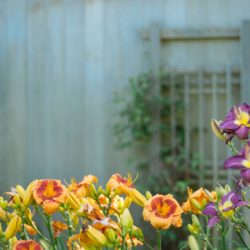 How to Start a Cutting Garden: An Interview with Vonda Stoltzfus stephanie-krist-41061-unsplash