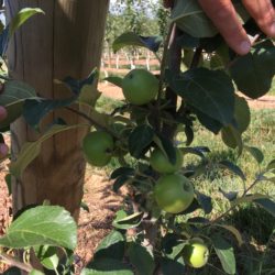 How We Thin Fruit Trees for Optimum Tree Health Apples after