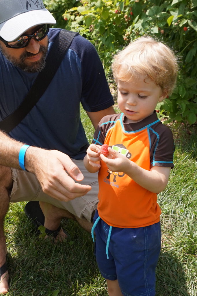 picking raspberries