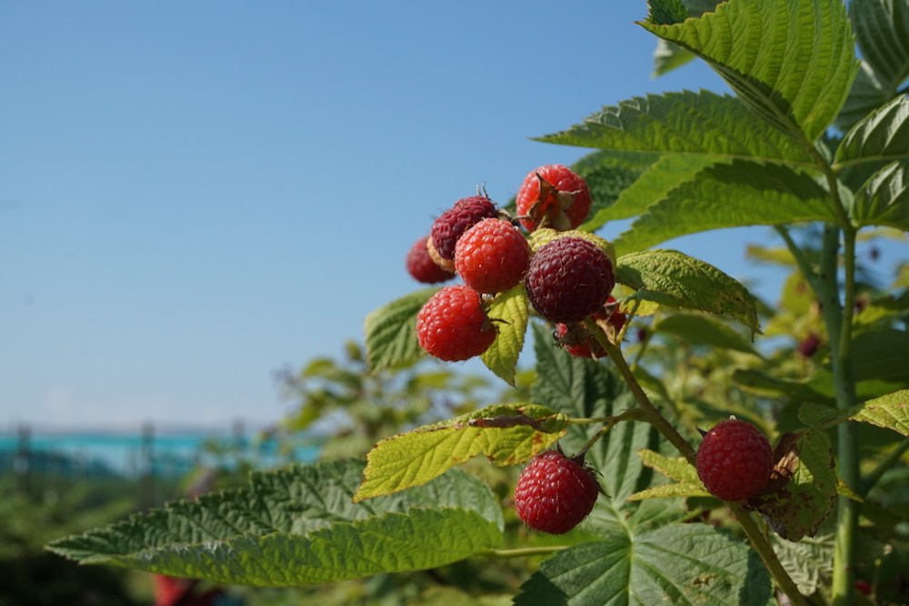 raspberries