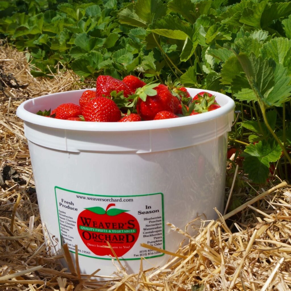 Strawberry Bucket in orchard