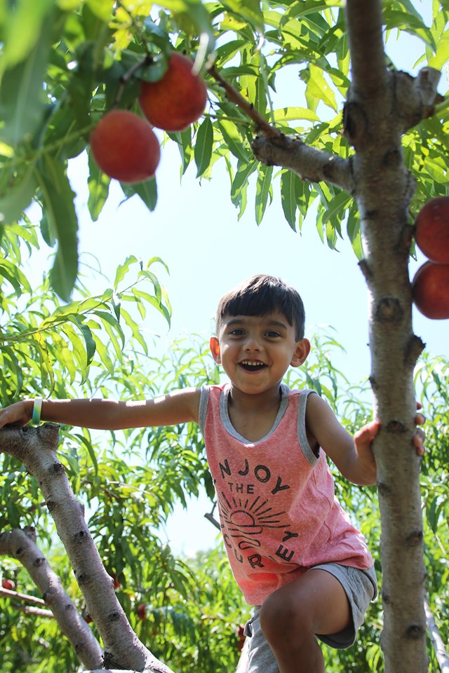 boy picking peaches