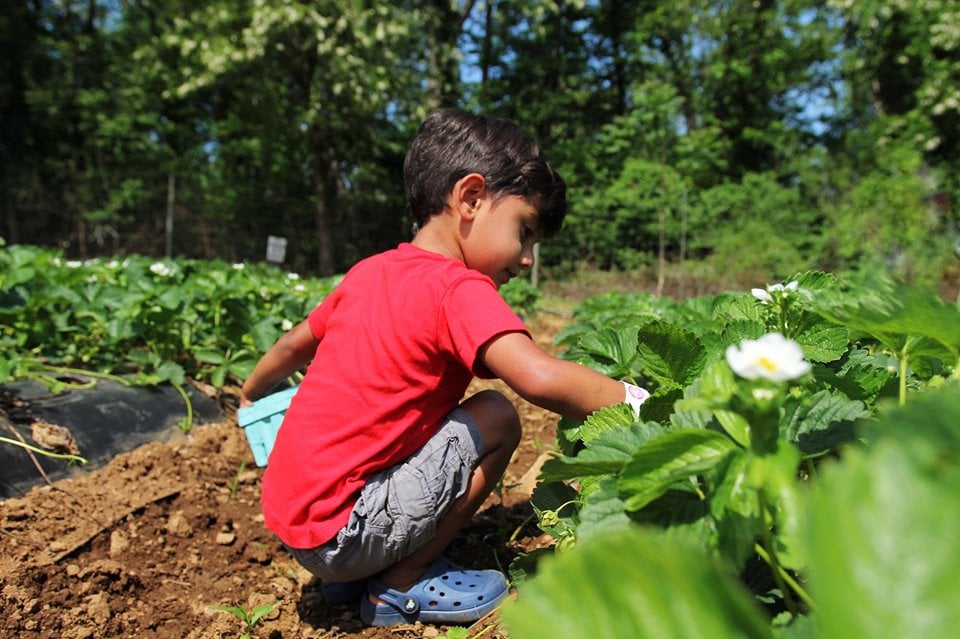 Boy picking strawberries